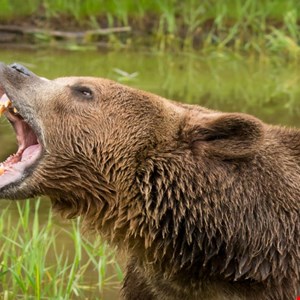 BigBear 2 PhaaS Campaign Steals 5000+ Microsoft Credentials