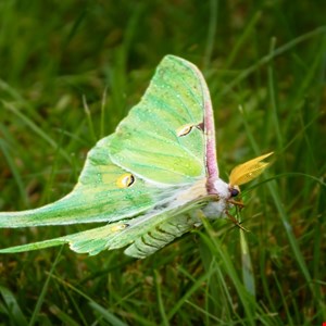 Luna Moth Leaks Shed Light on Ransomware Group’s Inner Workings